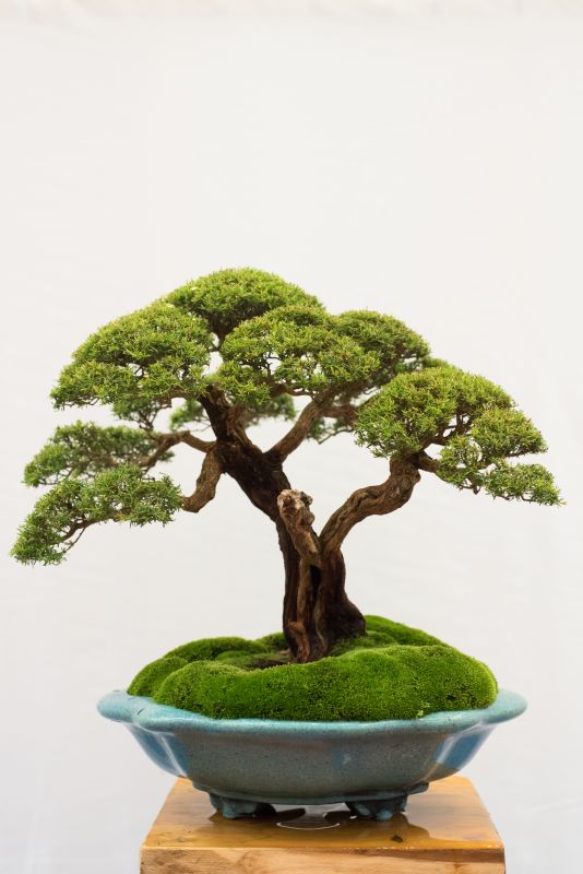 Bonsai Trimming