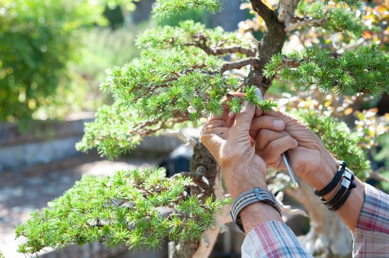 Bonsai Trimming