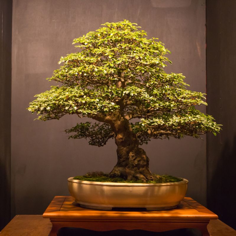 Bonsai Trimming