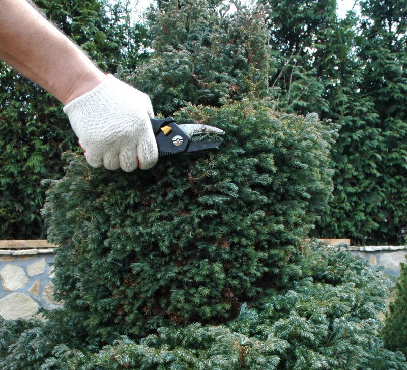 Bonsai Trimming Tools