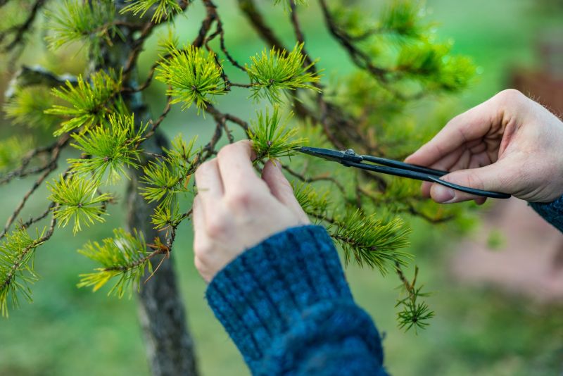 Bonsai Trimming Tools and Workspace