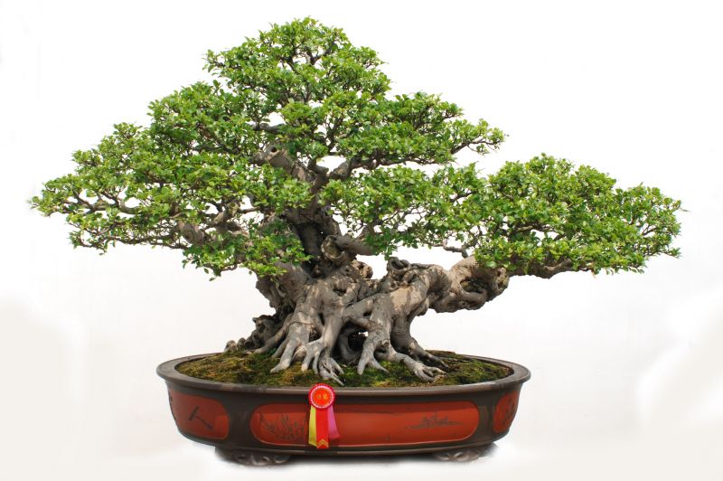 Spring Bonsai Trimming