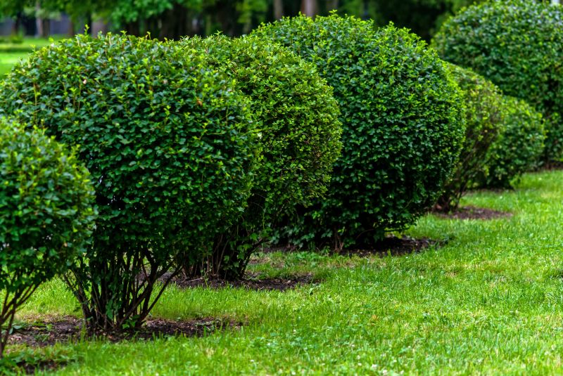 Trimmed Bushes in a Garden