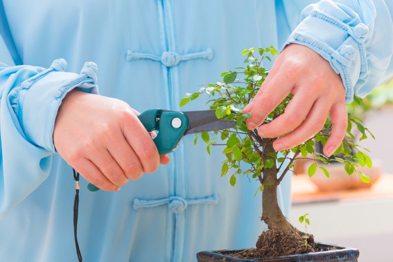 Bonsai Trimming Service